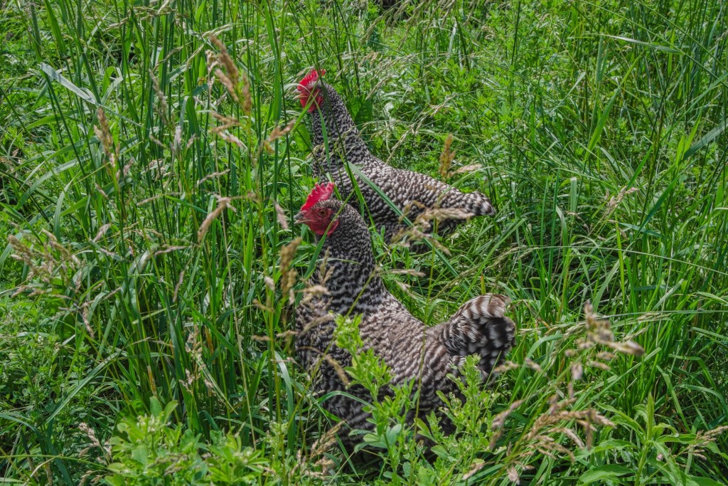 Winterhill Farm and Garden REGENERATIVE FARM IN GUELPHERAMOSA, ONTARIO